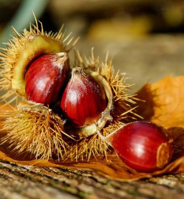 castagne1scalata Irpinia