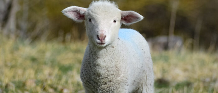 agnello-700x300 Quiz