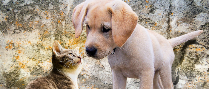 animals Quiz