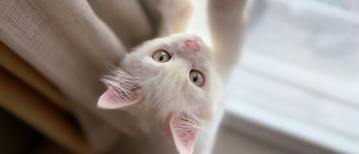 cat-4 Quiz