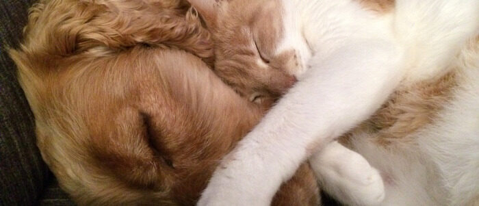 cat-and-dog-700x300 Quiz