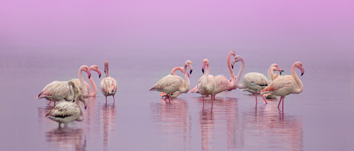 flamingos Quiz