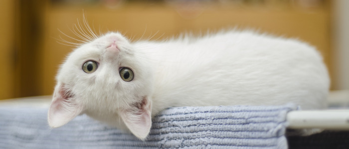 kitten Quiz