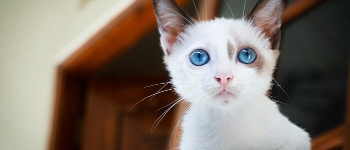 kitten2-700x300 Quiz