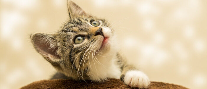 kitten3-700x300 Quiz