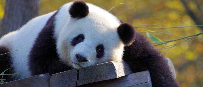 panda Quiz