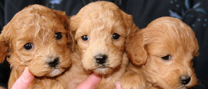 puppies-700x300 Quiz