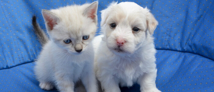 puppy-700x300 Quiz