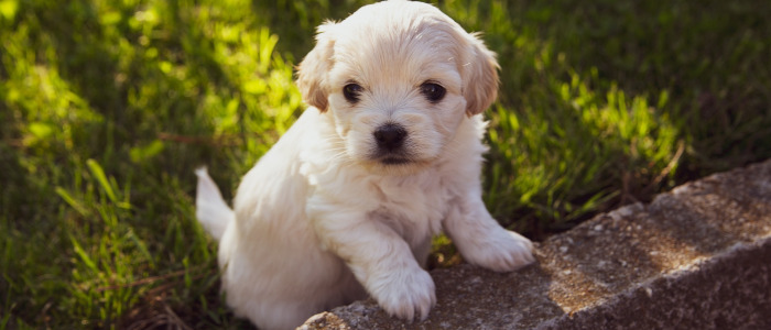 puppy2 Quiz