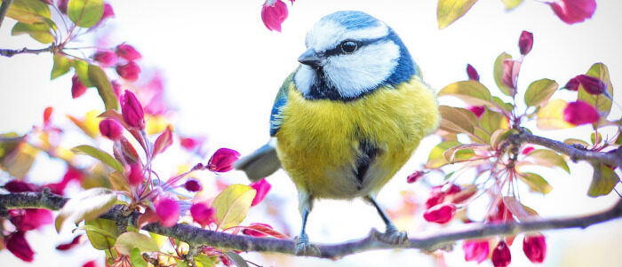 spring-bird-700x300 Quiz