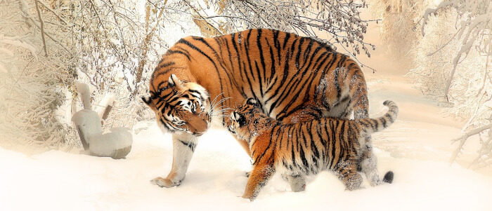 tigers-700x300 Quiz
